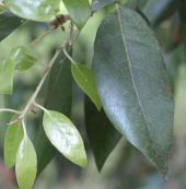 Leaf of the Holm or Holly Oak tree