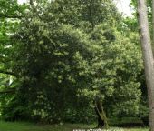 Quercus ilex (Holm Oak) tree picture