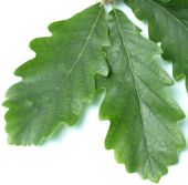 The leaf of the Caucasian Oak quercus macranthera.