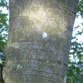 Bark and trunk of the Nuttall Oak (quercus nuttallii)