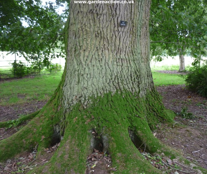 Uk Tree Bark Identification Chart