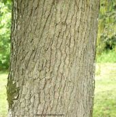 Bark and trunk of quercus pyrenaica (Pyrenean Oak)