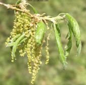 Male flowers of Pyrenean Oak tree