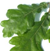 The leaf of the Pyrenean Oak (quercus pyrenaica)