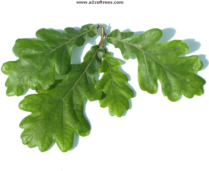 Oak Leaves Identification Chart