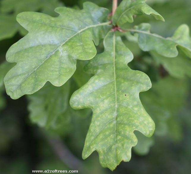 Oak Leaves Identification Chart