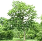 More normal shape of a mature quercus robur