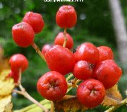Berries of sorbus aucuparia Beissneri