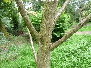 Bark of sorbus aucuparia Beissneri