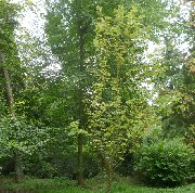 Tree of sorbus aucuparia Beissneri