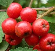 Fruit of sorbus aucuparia (Rowan tree)