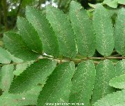 Leaves of sorbus aucuparia 'Sheerwater Seedling'