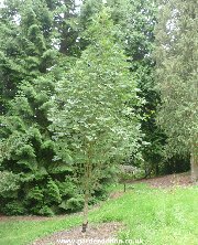 Sorbus aucuparia 'Sheerwater Seedling'