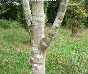 Bark and trunk of sorbus aucuparia (Rowan)