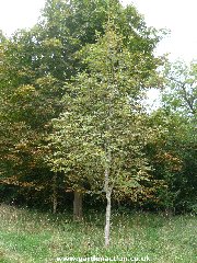 Sorbus aucuparia (Rowan tree)