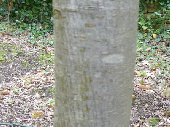 Bark of sorbus aucuparia 'Fructo Luteo'