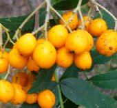 Berries of sorbus aucuparia 'Fructo Luteo'