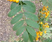 Leaf of sorbus aucuparia 'Fructo Luteo'