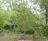 Sorbus aucuparia 'Fructo Luteo'