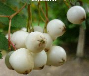 White berries of the Kashmir Rowan (sorbus cashmiriana)