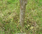 Bark of sorbus commixta