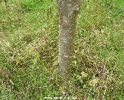 Bark of sorbus commixta