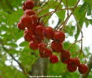 Berries of sorbus commixta