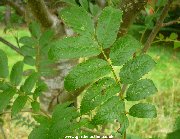 Leaf of sorbus commixta