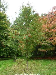 Chinese Scarlet Rowan (sorbus commixta 'Embley'