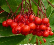 The berries of the Showy Mountain Ash / Rowan (sorbus decora)