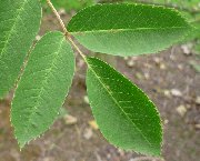 The leaves of the Showy Mountain Ash / Rowan (sorbus decora)