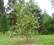 Showy Mountain Ash / Rowan (sorbus decora)