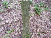 Bark of sorbus esserteauana