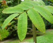 Leaves of sorbus esserteauana