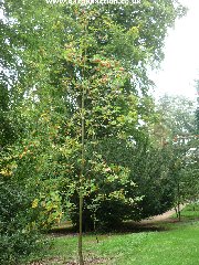 Sorbus esserteauana