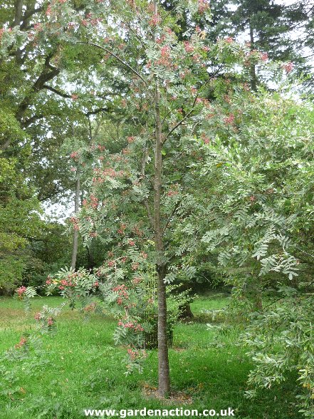 5-6ft Ornamental Garden Tree Pink Hupeh Mountain Sorbus hupehensis