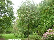 Sorbus matsumurana