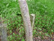 The bark of the Small Leaf Rowan (sorbus-microphylla)