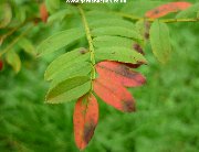 The leaves of the Small Leaf Rowan (sorbus-microphylla)