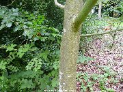 Bark of sorbus pohuashanensis