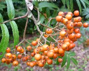 Fruit of sorbus pohuashanensis