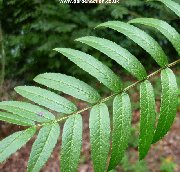 Leaf of sorbus pohuashanensis