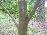 Bark of sorbus randaiensis