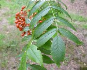 Leaves of sorbus randaiensis