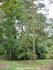 Sorbus randaiensis