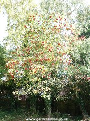 Sargent's Rowan (sorbus sargentiana)