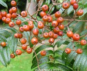 Berries of sorbus scalaris