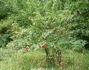 Sorbus scalaris