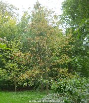 Bark of Wilford's Rowan (sorbus wilfordii)