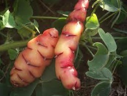 Tubers of oca or New Zealand Yam